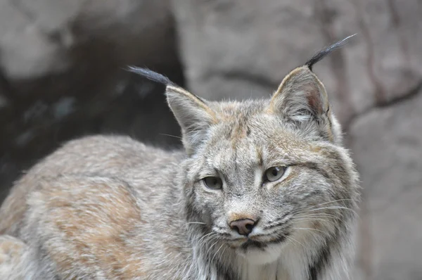 A Canadian Lynx — Stock Photo, Image