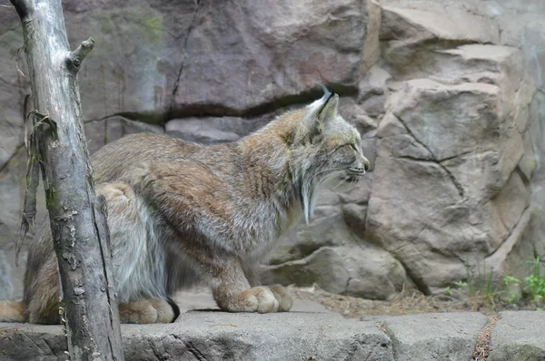Um Lynx canadense — Fotografia de Stock