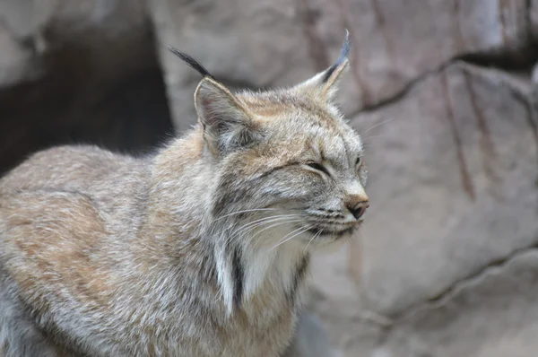 A Canadian Lynx — Stock Photo, Image