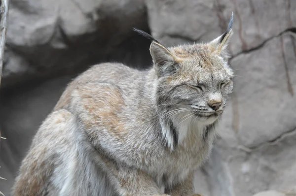 Un lince canadiense —  Fotos de Stock