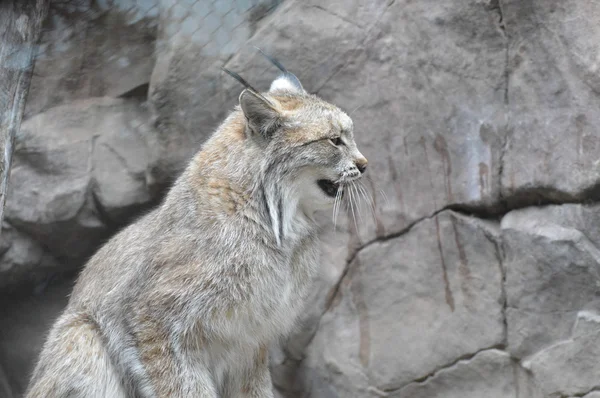 Um Lynx canadense — Fotografia de Stock