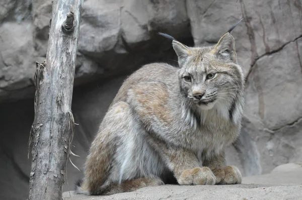 A Canadian Lynx — Stock Photo, Image