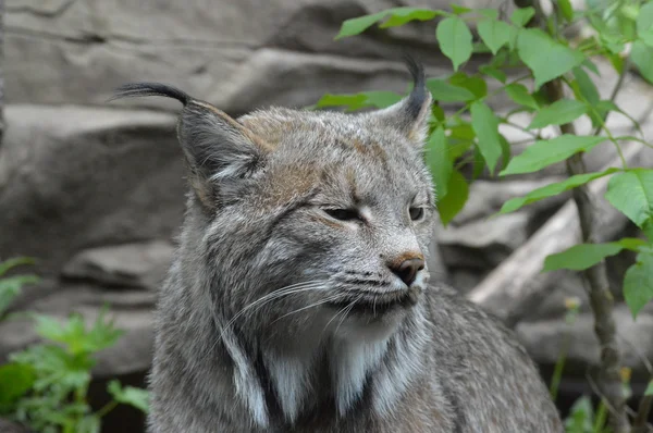 A Canadian Lynx — Stock Photo, Image