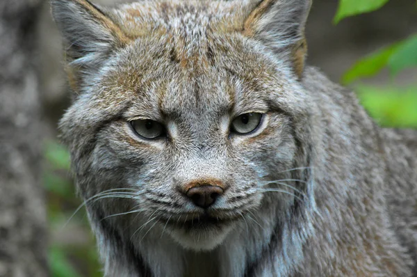 Ein kanadischer Luchs — Stockfoto