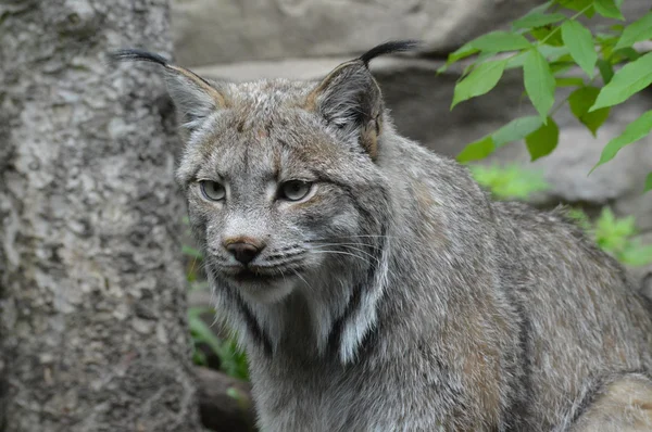 A Canadian Lynx — Stock Photo, Image