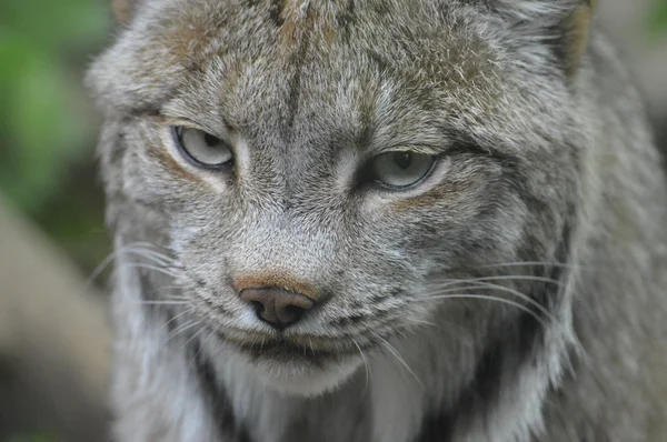 Un lince canadiense —  Fotos de Stock