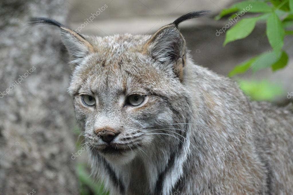 Un Lynx canadien — Photographie Trek13 © #118216972
