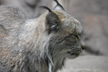 Kanadalı bir vaşak
