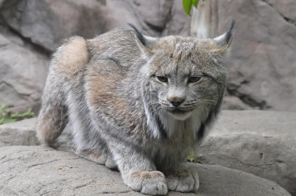 Un lince canadiense —  Fotos de Stock