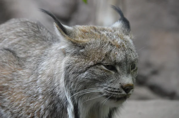 A Canadian Lynx — Stock Photo, Image