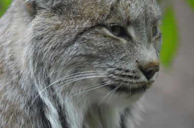 Kanadalı bir vaşak