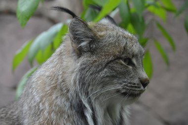 Kanadalı bir vaşak