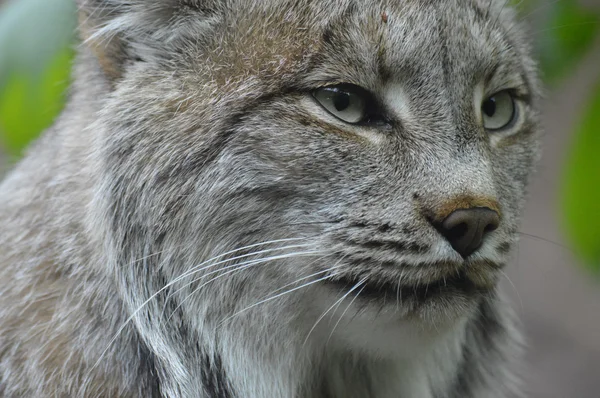 A Canadian Lynx — Stock Photo, Image