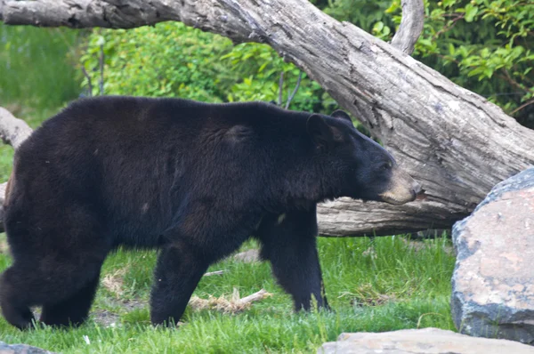 Un ours noir — Photo
