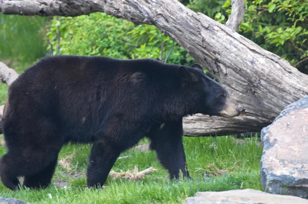 Un orso nero — Foto Stock