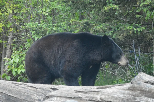 A Black Bear — Stock Photo, Image