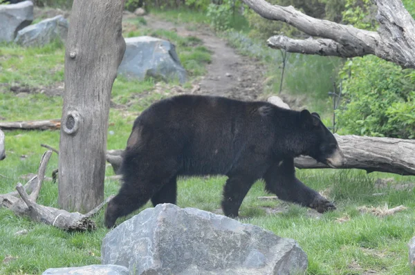 Un orso nero — Foto Stock