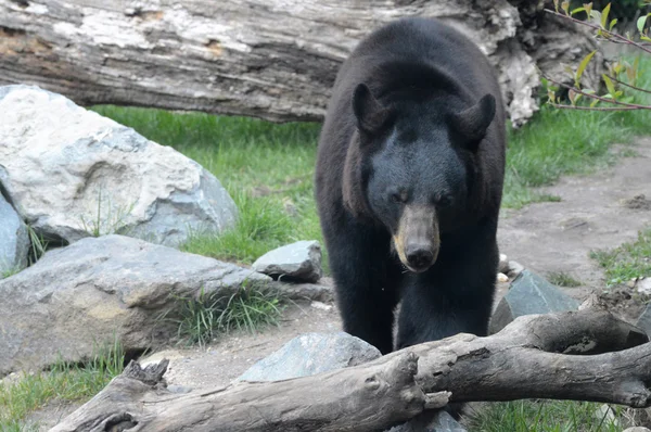 Un orso nero — Foto Stock