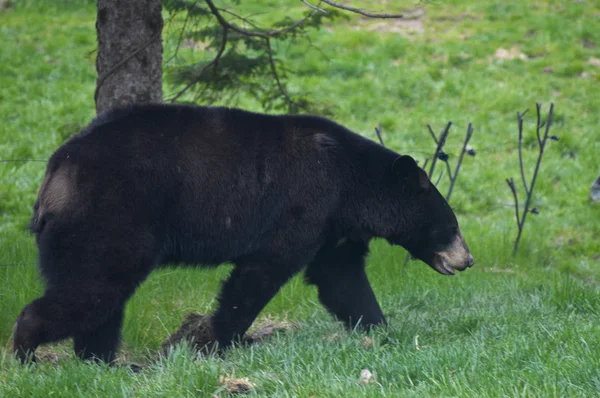 Un orso nero — Foto Stock