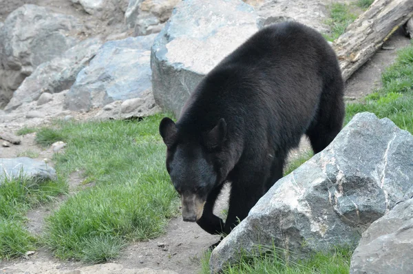 Un orso nero — Foto Stock