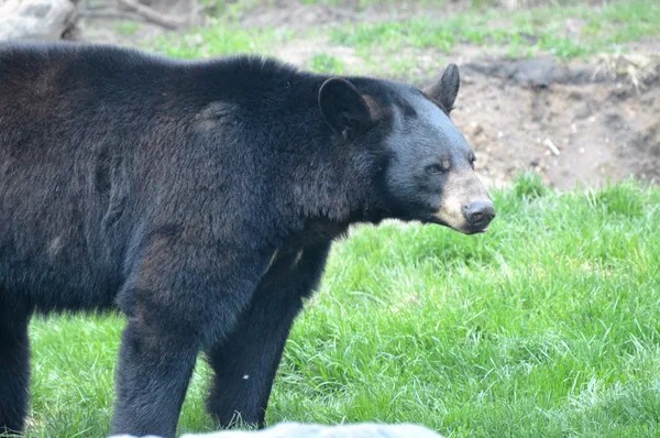 Um urso negro — Fotografia de Stock