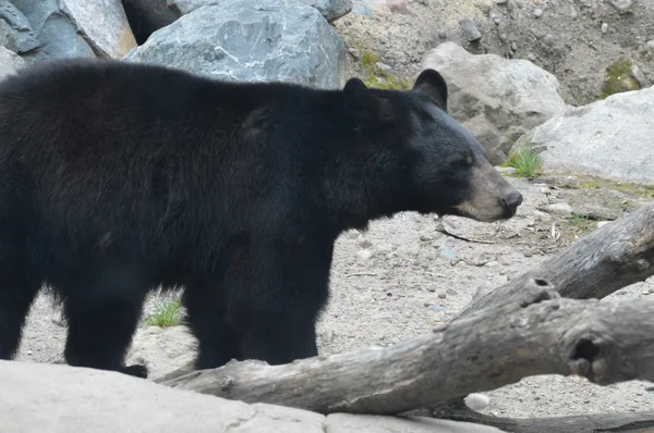 Un orso nero — Foto Stock