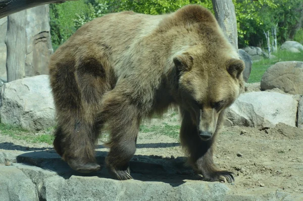 Ein Grizzlybär — Stockfoto