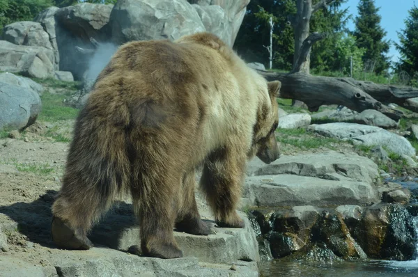 Um urso pardo — Fotografia de Stock