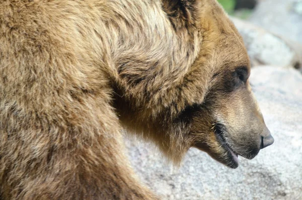 Ein Grizzlybär — Stockfoto