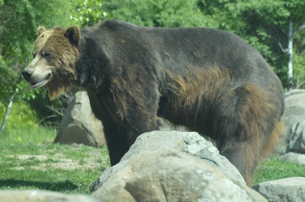 Un orso grizzly — Foto Stock