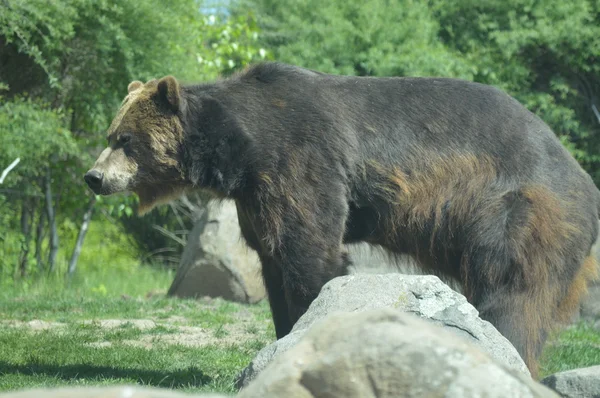 Un orso grizzly — Foto Stock