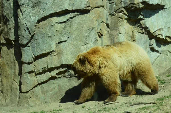 Ein Grizzlybär — Stockfoto