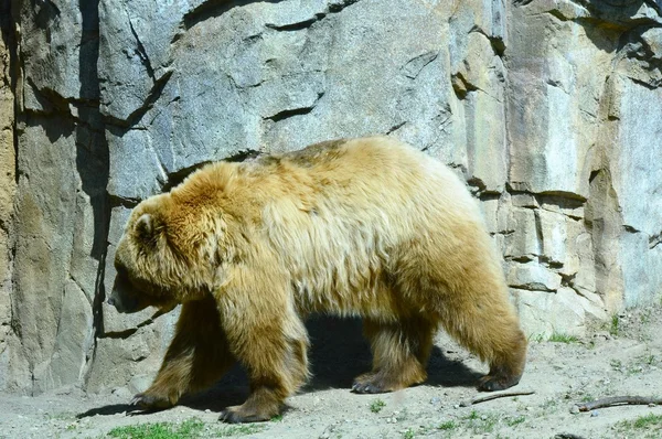 Un oso pardo — Foto de Stock