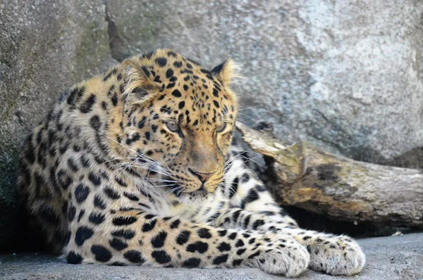 Un leopardo curioso — Foto de Stock