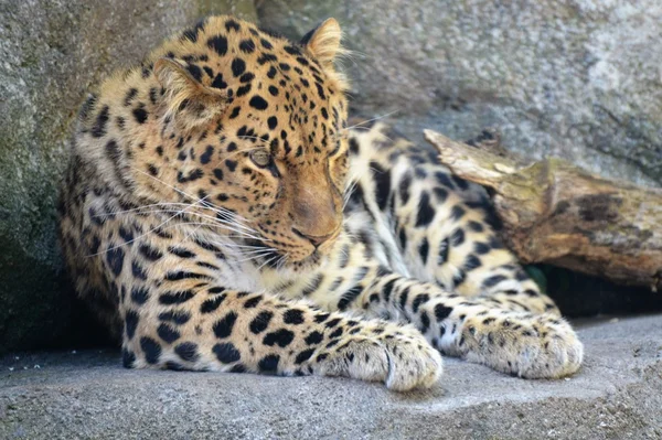 Un leopardo curioso — Foto de Stock