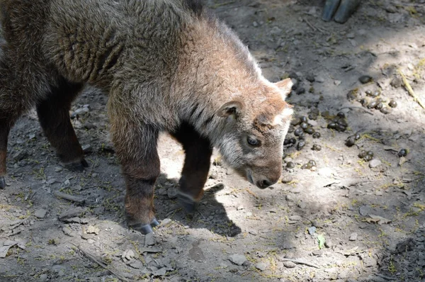 Un bebé Takin —  Fotos de Stock