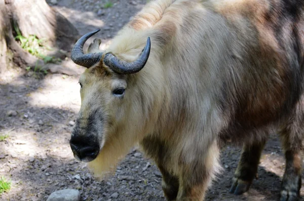 Μια ενήλικη Takin — Φωτογραφία Αρχείου