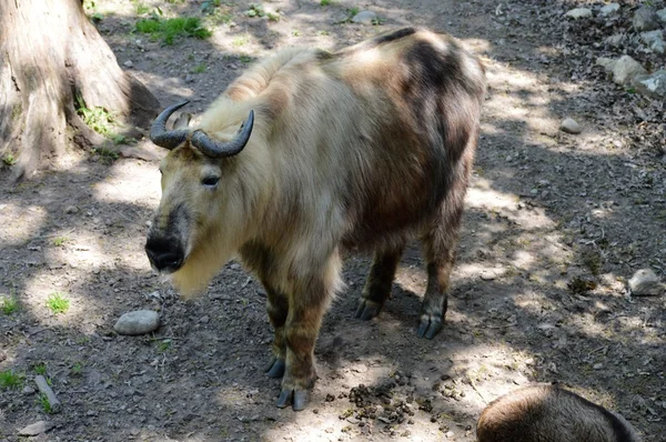 Dla dorosłych Takin — Zdjęcie stockowe