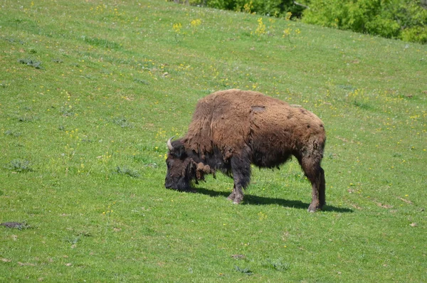 Een volwassen Bison — Stockfoto