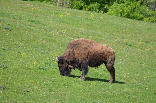 Μια ενήλικη Bison — Φωτογραφία Αρχείου