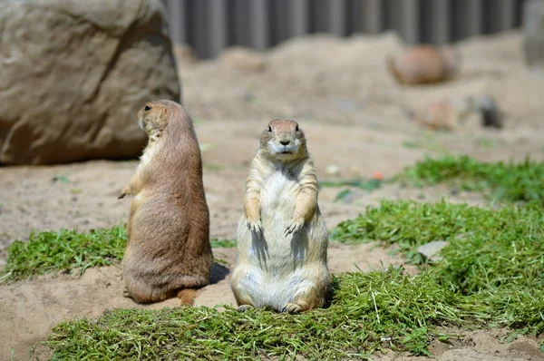 A Prairie Dog — Stock Photo, Image