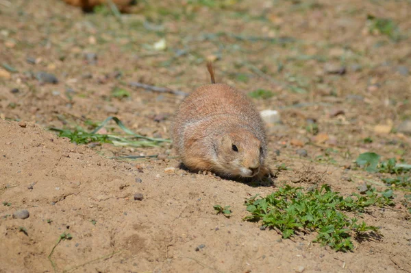 Een prairie hond — Stockfoto