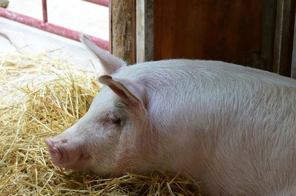 Un cochon au repos — Photo