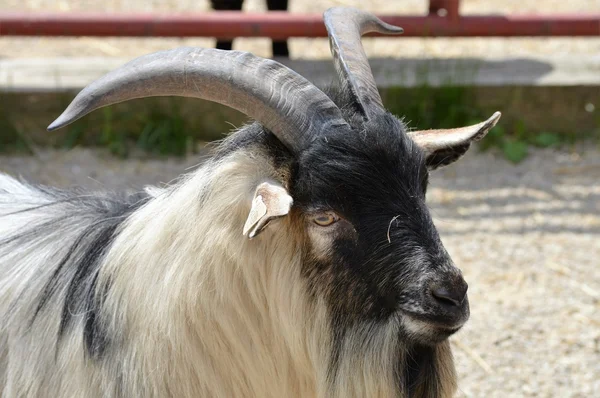 Cabra en la granja — Foto de Stock