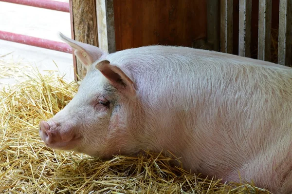 Un cochon au repos — Photo