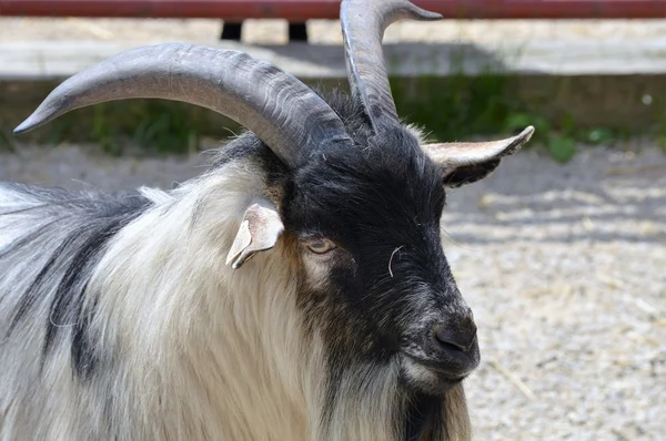 Cabra en la granja — Foto de Stock