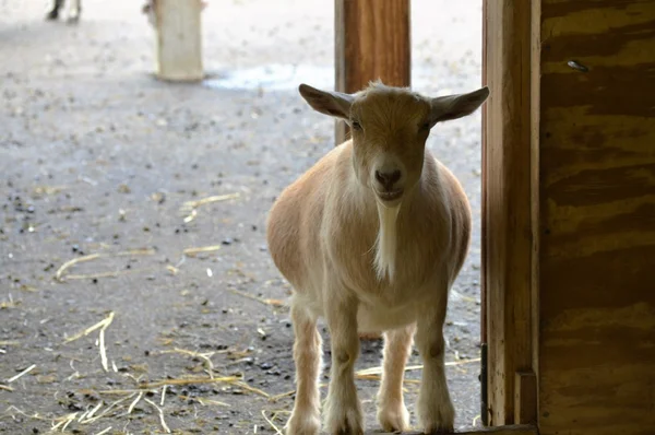 Cabra en la granja — Foto de Stock