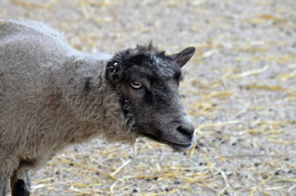 Får på gården — Stockfoto