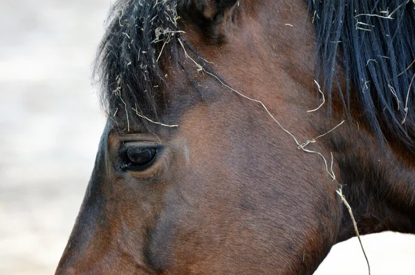 Ein braunes Pferd — Stockfoto