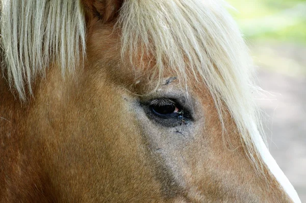 Ein braunes Pferd — Stockfoto